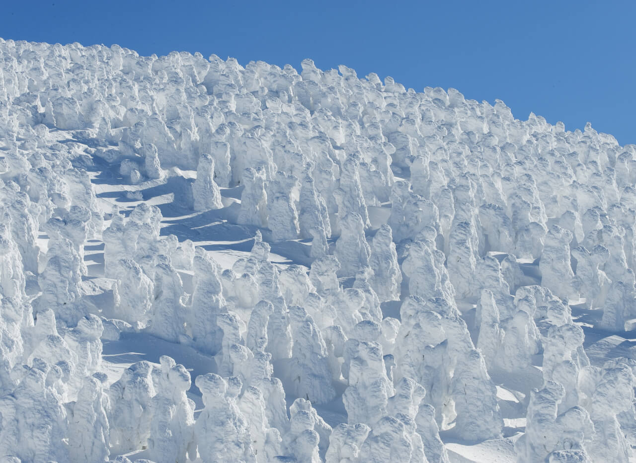 青空の下に広がる蔵王の樹氷群